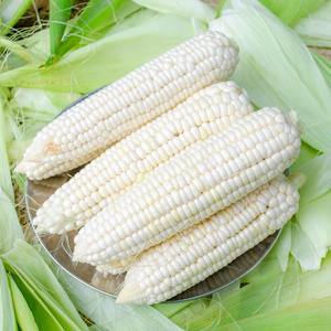 ข้าวโพดขาวเหนียวคุณภาพพรีเมียม บรรจุภัณฑ์ใหญ่ เกรดอาหาร แห้ง 100% ธรรมชาติ อายุการเก็บรักษา 3 ปี - Product Image 1