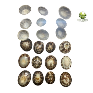 Conchas de Limpet Naturales Ovaladas Pulimentadas Ecológicas al por Mayor para Tops de Conchas y Sujetadores de Moda - Product Image 3
