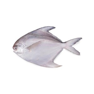 Suministro a granel de pez pomfret blanco plateado de calidad exportación, listo para distribuidores y mercados minoristas. - Product Image 6