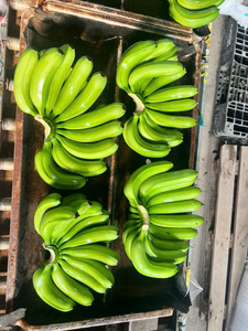 Plátanos Cavendish Frescos de Vietnam – Larga Duración, Calidad de Exportación para Mercados Globales - Product Image 1