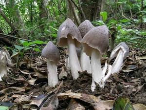 Champignons entiers frais naturels de la région du Delta du Vietnam, Ms. Nancy, saveur riche, champignons de qualité supérieure pour la cuisine, vente en gros - Product Image 6