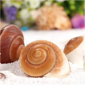 Concha de caracol marino en espiral, decorativa, natural, para acuario, conchas marinas para manualidades. - Product Image 4