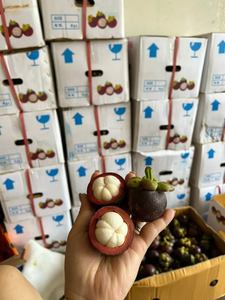 มังคุดอบแห้งจากโรงงานเวียดนาม ผลิตภัณฑ์เกษตรจากผลไม้ธรรมชาติ 100% ขนมเพื่อสุขภาพ ผลไม้อบแห้ง - Product Image 6