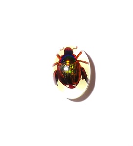 Cabochon ovale en plastique de 12x18 mm avec spécimen réel de coléoptère Golden Cockchafer, fond plat, effet lumineux, pour artisanat et fabrication de bijoux - Product Image 2