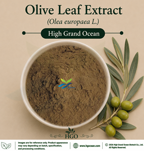 Suministro Directo de Fábrica HGO, Extracto de Hoja de Olivo (Olea europaea L.) (Grado Alimenticio) 4:1 5:1 10:1 20:1 100:1 200:1 (Relación de Extracción) - Product Image 1