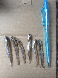 Anchoas Secas Altas en Proteínas, Pescado Natural Deshidratado para Exportación Internacional al por Mayor, Soporte para la Industria de Proveedores - Product Image 2