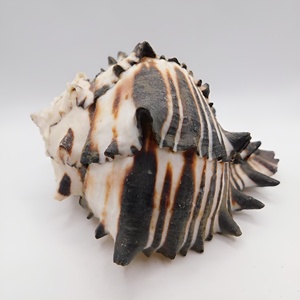Conchas de operculo de murex negro, conchas de caracoles marinos naturales, conchas marinas del océano para manualidades y decoración - Product Image 6