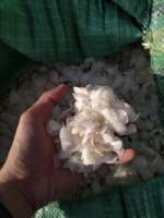 Escamas de pescado crudo al por mayor de alta calidad/escamas de pescado de tilapia seca escamas de pescado desmineralizadas OSSEIN