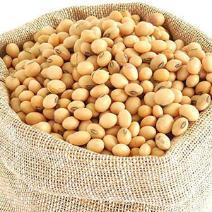 ถั่วเหลือง GMO ทั้งเมล็ด ขายส่งสำหรับบริษัทผลิตอาหารระดับโลก - Product Image 5