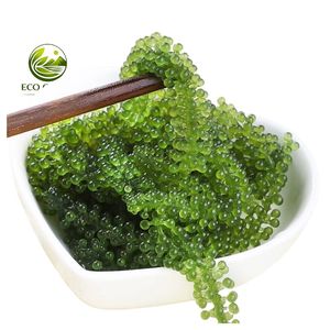 Uvas de Mar Secas (Umibudo) de Alta Calidad, Rehidratación Instantánea, Caviar Verde de Algas Marinas para Ensaladas, Sushi, Suministro al por Mayor - Product Image 1