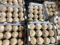 Coco Fresco Joven Pulido de Primera Calidad, Fácil de Abrir, de Vietnam para Exportación al por Mayor