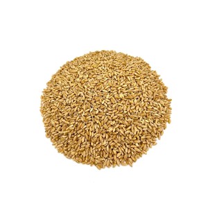 Grains de blé de qualité supérieure préparés pour les marchés de gros et l'approvisionnement alimentaire à grande échelle - Product Image 1