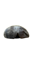 Cachette en coquille de noix de coco avec coque, idéale pour terrarium, serpents, reptiles, lézards, hamsters, amphibiens, fabrication et exportation du Sri Lanka, forte demande