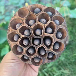 Toan Tai Loc Phat – Capsules de graines de lotus séchées de haute qualité, écologiques, du Vietnam, naturelles, brunes, plantes décoratives pour la décoration intérieure - Product Image 1