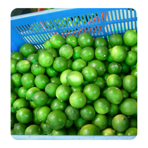 Citron vert frais naturel du Vietnam |   Citrus frais de qualité supérieure |   Juteux et aromatique |   Idéal pour les importateurs et les distributeurs - Product Image 6