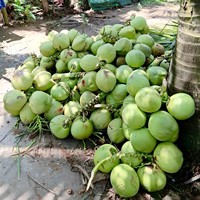 VILA Merk Tropisch Fruit Vietnam Ben Tre Gehele Jonge Kokosnoot Makkelijk Openbaar met Rietje 100% Natuurlijk GMO-vrije Teelt Leverancier/ ANNA DO