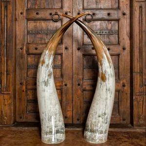 Authentique paire de cornes de buffle polies à la main, longues, style européen nautique, écologiques, souvenir, décoration intérieure, cadeaux de mariage, uniques - Product Image 1