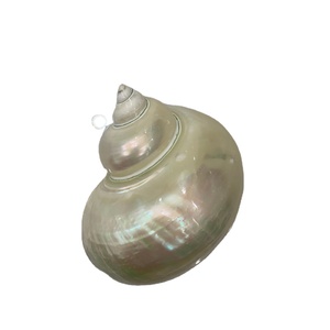 Turbo Shell décoratif poli de grande taille pour l'exportation à la maison d'hôtels et de centres de villégiature - Product Image 1