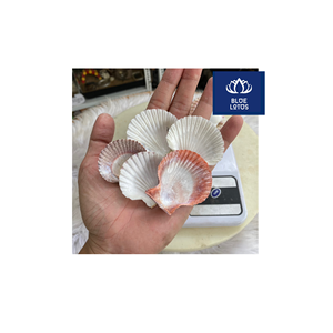 ENVÍO RÁPIDO, Seguro, Limpio y Ecológico, Conchas Marinas Puras, Ideales para Decoración de Paredes y Centros de Mesa, Oferta al por Mayor - Product Image 1