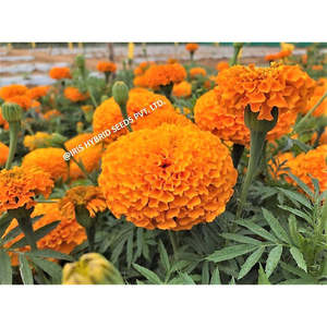 เมล็ดพันธุ์ไฮบริดไอริส มาริโกลด์ ออเรนจ์ IHS-786 F1 พืชดอกผลผลิตสูง - Product Image 2