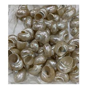 Haute qualité grande perle entière Turbo coquillages pour la maison décorations de mariage et fête coquillage souvenir cadeaux sandy99gdgmailcom - Product Image 1