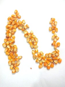 Feed Grade Dry High Protein Yellow <b>Maize</b> Corn for Cattle & Dairy Livestock Feed 50kg <b>Bag</b> - Product Image 4