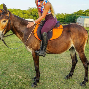 Pantalons d'équitation de couleur personnalisée au design unique, vêtements équestres de qualité supérieure, pantalons d'équitation en vente en ligne - Product Image 6