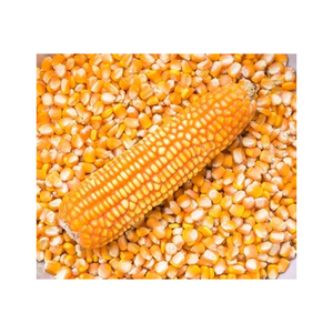 Maïs jaune en vrac pour l'alimentation animale, grain sec et propre pour l'élevage de volailles - Product Image 5