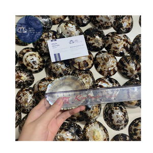 [DISPONIBLE] |   Material de Escamas de Concha de Limpet Azul Triturado |   Para Arte en Resina, Posavasos de Terrazo, Manualidades DIY, Vietnam - Product Image 6