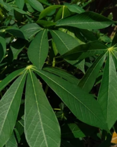 Feuilles de manioc vietnamiennes surgelées – Fraîchement transformées et IQF - Product Image 4