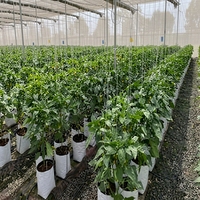 Organische Coco Peat kweekzakjes van plastic materiaal voor hydroponische landbouw, herbruikbaar, milieuvriendelijk, zwart.
