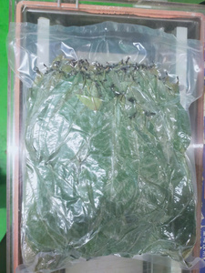 Vente en gros de feuilles de corossol séchées de haute qualité-Feuille de corossol séchée naturelle-Poudre de feuilles de Graviola/Mme Lima - Product Image 4