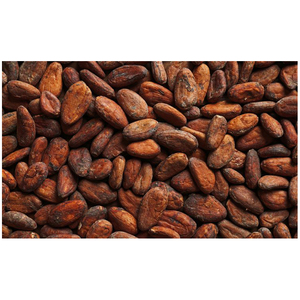 เมล็ดโกโก้ผลผลิตใหม่  เมล็ดโกโก้หมัก - Product Image 2