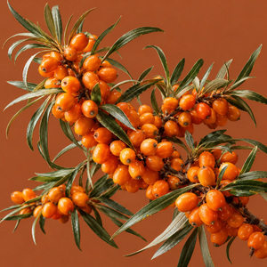 Espino marino de primera calidad, frutos frescos de color naranja, apariencia natural, apto para procesamiento de alimentos y producción de jugos. - Product Image 2