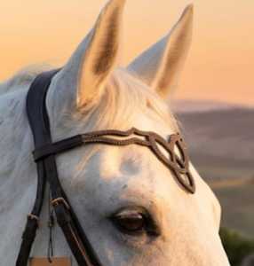 Diadema para Caballo de Cristal Hecha a Mano Rub International - Colección de +25 Colores - Cuero Brillante - Accesorios Ecuestres Curvos con Pedrería - Modelo 7860B - Product Image 1
