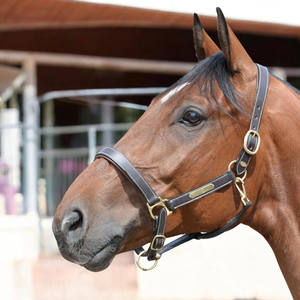 Leather Horse <b>Halter</b> with Brass Hardware Adjustable Fit Equestrian Head Collar - Product Image 4