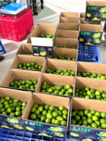 Verse groene pitloze limoenen citrusvrucht onrijp gewone teelt natuurlijke smaak exportkwaliteit koude opslag Vietnam 45 dagen