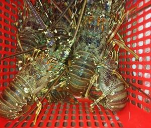 Homard frais de première qualité |   Homards Canadiens Vivants en Gros |   Homards vivants - Produits de la mer disponibles au prix de gros - Product Image 1