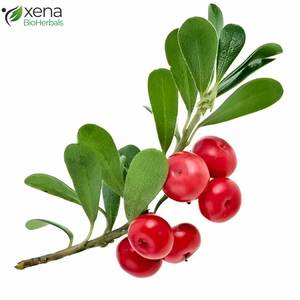 Proveedor Mayorista de Extracto de Gayuba en Polvo, Ingrediente Botánico Herbal, Suministro a Granel - Product Image 2