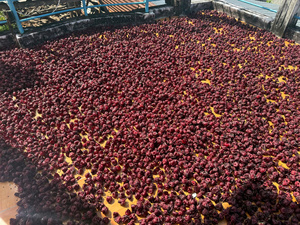 Fleurs d'hibiscus rouges séchées entières, fleurs de rosemallow, pour tisanes et décoration, fleurs séchées naturelles, fleurs d'hibiscus séchées entières - Product Image 6
