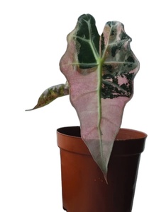 Pianta di Alocasia Polly Variegata Rosa all'Ingrosso - Coltivata in Laboratorio 3-5cm, Certificata Fitosanitaria - Product Image 1