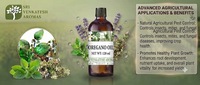 Minyak Esensial Oregano Distilasi Uap Minyak Botani Alami untuk Kosmetik Perawatan Pribadi Pembuatan Sabun Pewangi Pasokan Grosir