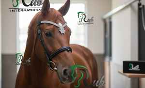 Diadema Decorativa para Caballo Rub International Crystal Flower, Diadema para Competición - Product Image 4