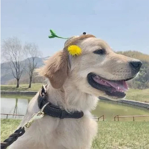 Collier pour chien en cuir véritable, robuste, réglable, avec boucle classique, anneau en D métallique, coutures renforcées, pour petits et moyens chiens - Product Image 6