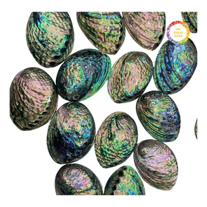 Natural Sea Abalone Shell Green Color Gloss Finish - Product Image 4