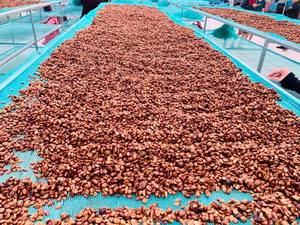 Meilleures ventes - Café en grains vertes de nouvelle récolte - Grains de café Arabica/Robusta de qualité supérieure - Conditionnement en vrac en sac de 60 kg - Product Image 2