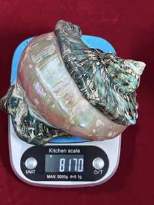 เปลือกหอยมาร์มาทาตัสขนาดใหญ่: หอยสังข์ลายทางสำหรับตกแต่งบ้าน เปลือกหอยสังข์สีเขียวขนาดใหญ่ เปลือกหอยมุกขัดเงาขนาดใหญ่ - Product Image 2