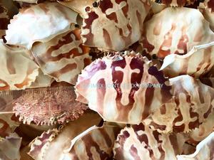 Wholesale Bulk Packaged Crab Shell Seashell Material for Artful Painted Decorations Natural Crafts and Food <b>Stuff</b> Farci - Product Image 5