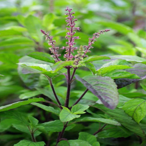 Hidrolato de Albahaca de Alta Calidad, Aceite Esencial, Destilado Botánico Natural, Venta al Por Mayor para Cosméticos - Product Image 5