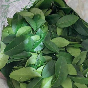 Hojas de bálsamo de limón congelado, suministro a granel de Vietnam, precio competitivo - Product Image 1